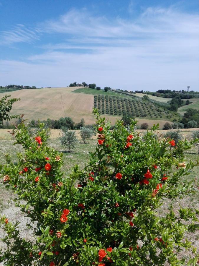Il Giardino Nella Valle Belvedere Ostrense المظهر الخارجي الصورة