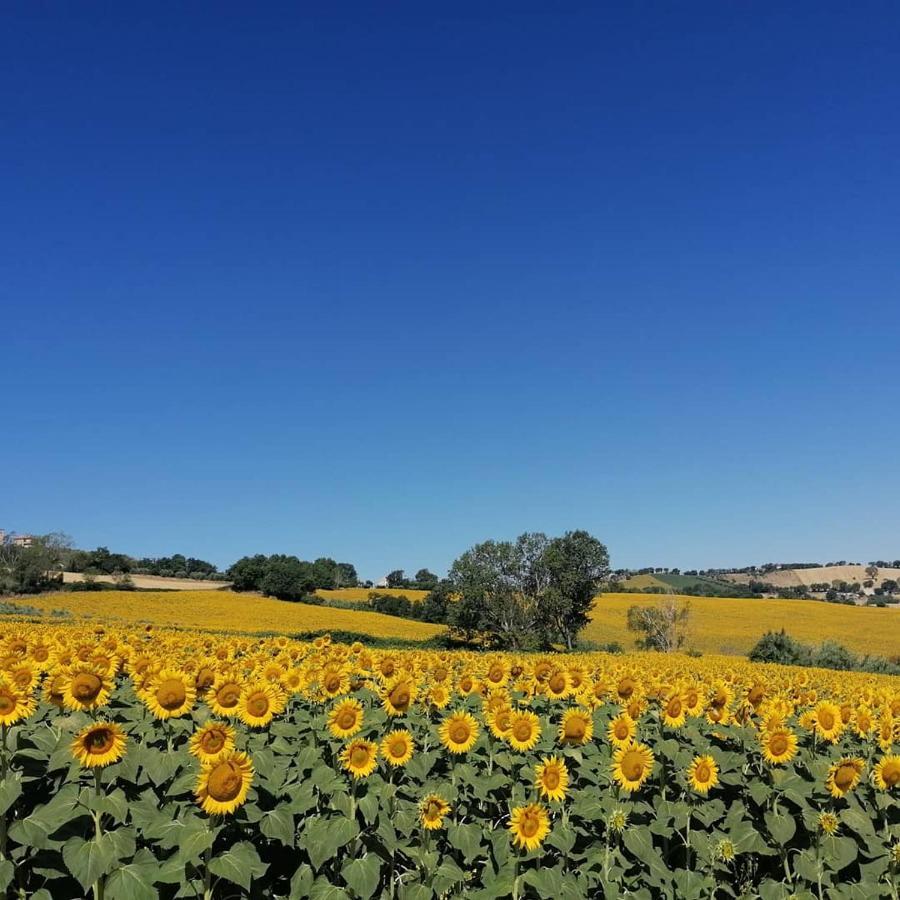 Il Giardino Nella Valle Belvedere Ostrense المظهر الخارجي الصورة