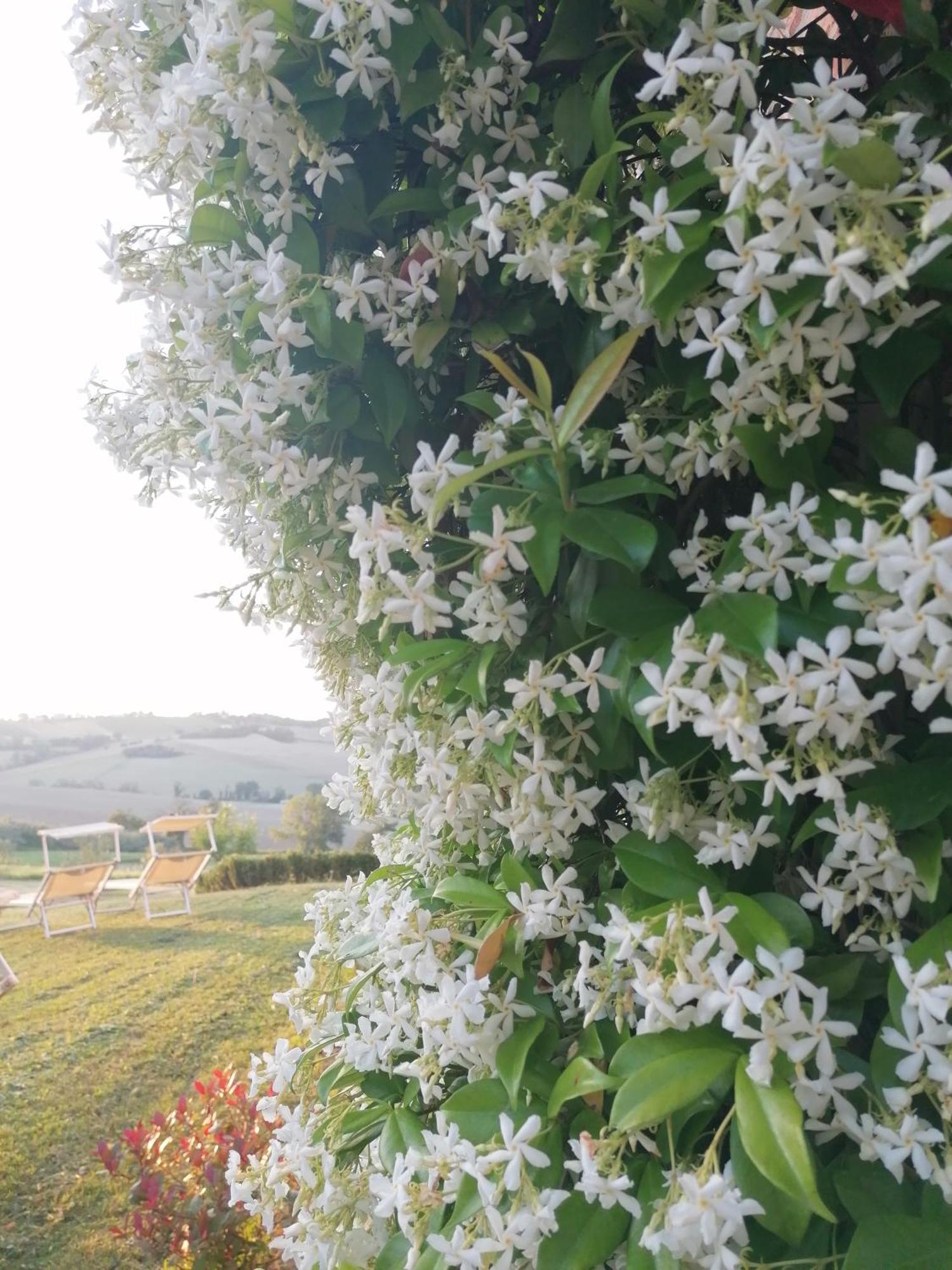 Il Giardino Nella Valle Belvedere Ostrense المظهر الخارجي الصورة