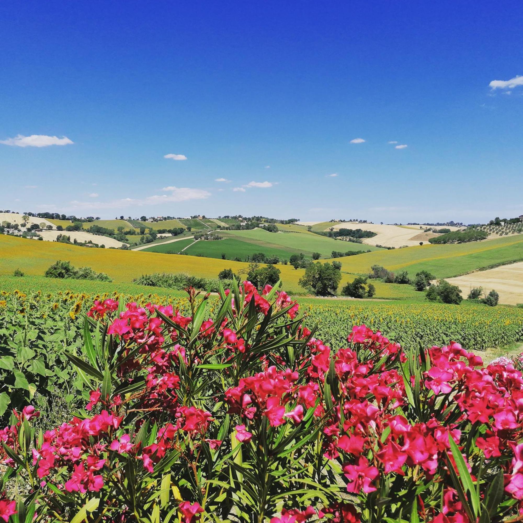 Il Giardino Nella Valle Belvedere Ostrense المظهر الخارجي الصورة